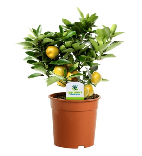 Citrus Calamondin